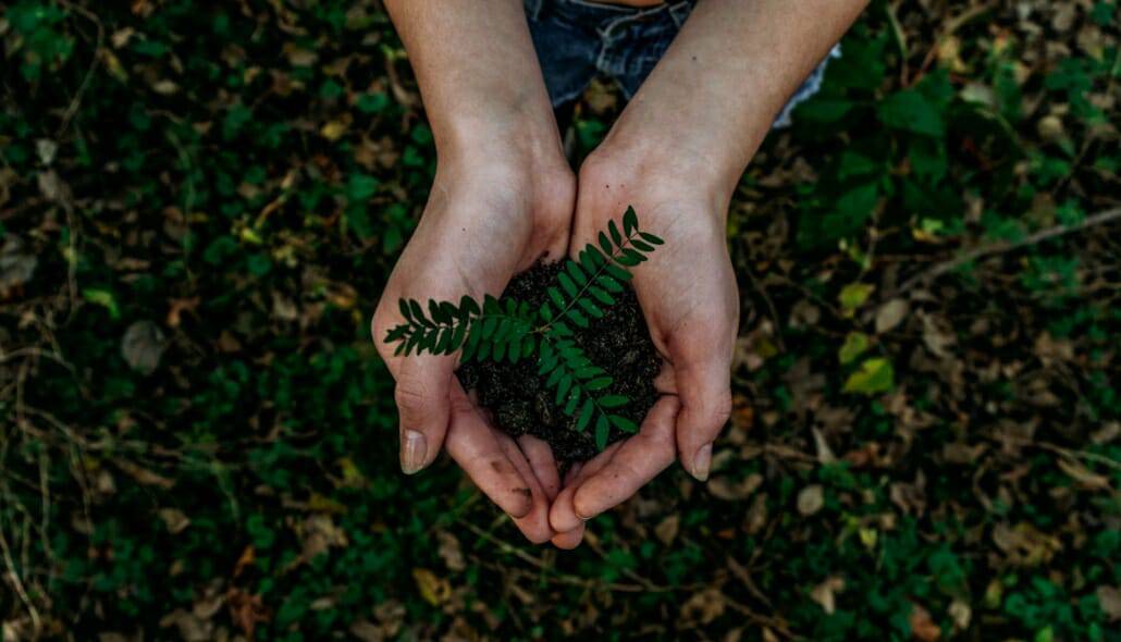 A person holding dirt and a plant in their hands showing the sustainability of cloud computing.