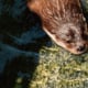 North American river otter swimming through green-reflected water at Maymont’s Robins Nature Center