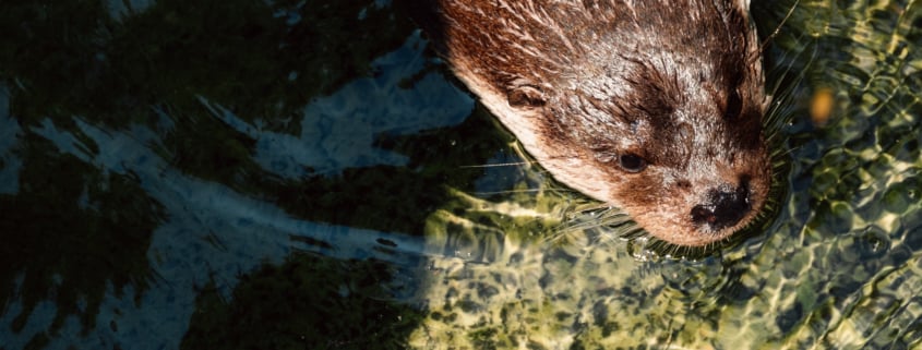 North American river otter swimming through green-reflected water at Maymont’s Robins Nature Center